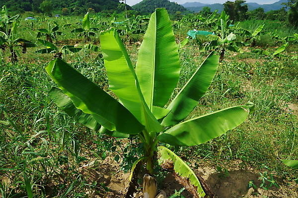 포토 JPG 해외이미지 나무 식물 구름 포스터 음식 줄기 잎 겨울 꽃무늬 농업 과일 비즈니스 자연 바나나 건강 사람없음 야외 초록색 여름 농작물 농장 정원 봄 달력 성장 나뭇가지 신선 숲 먹기 해외202004 해외포토 자연요소 계절 꽃 산업 컬러 무늬 모션 생태계 파일형식 이미지허브