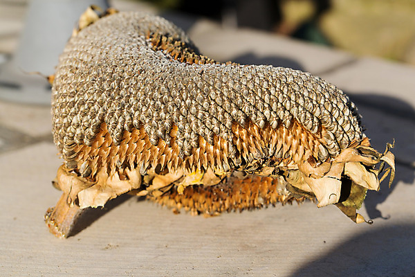 포토 JPG 해외이미지 식물 라이프스타일 계절 음식 패턴 농업 다이어트 채소 재료 자연 조류 해바라기 건조 건강 식이요법 요리 씨앗 사람없음 농장 검은색 코트 껍질 닫기 작음 낟알 굽기 먹기 묘사 유기농 알맹이 날것 내추럴 단백질 밭일 영양분 짠맛 채식주의자 비건 해외202004 해외포토 동물 웰빙 꽃 산업 컬러 무늬 모션 생활 외투 맛 크기 구이 생태계 채식 영양소 파일형식 이미지허브