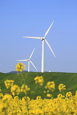 포토 JPG 해외이미지 산업 밭 자연 하늘 바람 사람없음 농장 노란색 환경 힘 에너지 보호 유채 에코 프로펠러 세대 혁명 개발 생태학 해외202004 해외포토 자연요소 교육 꽃 컬러 컨셉 농업 날씨 생태계 파일형식 이미지허브