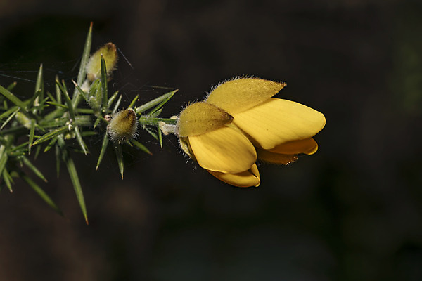 포토 JPG 해외이미지 식물 계절 꽃잎 꽃 잎 꽃무늬 자연 영국 풍경 사람없음 야외 초록색 여름 노란색 정원 봄 프랑스 벚꽃 시골 가시 관목 날카로움 상록수 내추럴 해외202004 해외포토 나무 유럽 컬러 무늬 생태계 파일형식 이미지허브