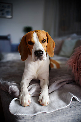 포토 JPG 해외이미지 동물 행복 포유류 자연 휴식 아파트 주택 실내 따뜻함 피곤 사람없음 내부 반려동물 소파 갈색 기쁨 방 침대 잠 기다림 유머 개 코 사냥개 비글 주둥이 송곳니 거짓말 안락 해외202004 해외포토 감정 컬러 가구 컨셉 의자 모션 건물 신체부위 치아 생태계 파일형식 이미지허브