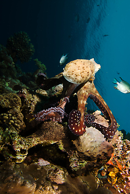 포토 JPG 해외이미지 한마리 야생동물 바다 자연 이집트 사람없음 세로 견본 수중 검색 사냥 홍해 촉수 해외202004 해외포토 동물 1 아프리카 생태계 파일형식 이미지허브