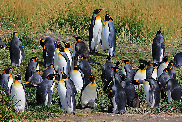 포토 JPG 해외이미지 동물 구름 공원 야생동물 섬 과학 여행 가족 자연 조류 하늘 수영장 사람없음 빨간색 물 파란색 미국 회색 추위 흰색 그룹 역 왕 남극 북극 펭귄 부리 칠레 남쪽 아르헨티나 종료 식민지 해외202004 해외포토 자연요소 공공시설 컬러 북아메리카 관계 교통시설 남아메리카 극지방 방향 생태계 파일형식 이미지허브