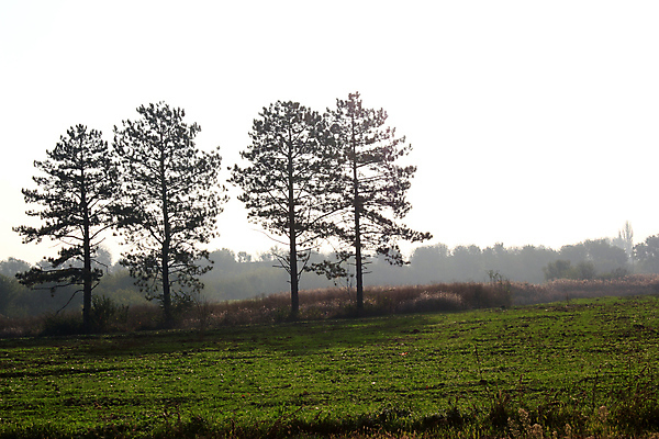 포토 JPG 해외이미지 나무 계절 실루엣 밭 자연 아침 그림자 풍경 사람없음 야외 초록색 빛 햇빛 태양 일출 검은색 황혼 새벽 안개 가을 나뭇가지 시골 소나무 숲 신비 장면 마법 뿌연 수평선 해외202004 해외포토 주간 자연요소 식물 컬러 컨셉 농업 날씨 촬영기법 노을 일몰 생태계 파일형식 이미지허브