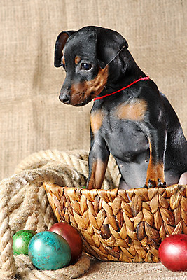 포토 JPG 해외이미지 동물 1 응시 여자 남자 포유류 친절 부활절 실내 사람없음 반려동물 검은색 봄 활발 미니어처 관찰 개 강아지 작음 만족 노려봄 송곳니 기르기 미니 유래 해외202004 해외포토 시선 계절 기념일 감정 컬러 컨셉 모션 표정 사람 내부 모형 치아 크기 돌봄 파일형식 이미지허브