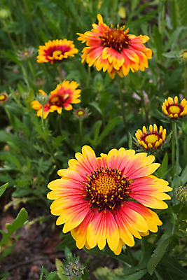 포토 JPG 해외이미지 식물 계절 꽃잎 꽃 줄기 백그라운드 잎 꽃무늬 패턴 밭 오렌지 자연 추상 사람없음 야외 장식 빨간색 초록색 물 여름 빛 컬러풀 태양 노란색 정원 봄 젖음 들꽃 벚꽃 가을 신선 그룹 떨어짐 이슬 데이지 거베라 내추럴 해외202004 해외포토 자연요소 컬러 컨셉 무늬 농업 과일 생태계 파일형식 이미지허브