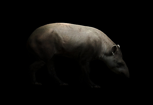 포토 JPG 해외이미지 동물 야생동물 백그라운드 포유류 초식동물 동물원 사람없음 빛 걷기 검은색 미국 어둠 황혼 새벽 회색 흰색 야간 멸종 남쪽 동물상 브라질사람 해외202004 해외포토 자연요소 컬러 북아메리카 모션 조형물 일몰 방향 파일형식 이미지허브