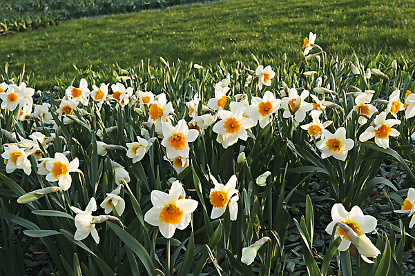 포토 JPG 해외이미지 식물 계절 꽃잎 꽃 줄기 잎 밭 자연 사람없음 초록색 노란색 머리 환경 정원 봄 벚꽃 흰색 신선 황금 부드러움 수선화 생태학 취급주의 해외202004 해외포토 교육 컬러 농업 경고 신체부위 감각 생태계 파일형식 이미지허브