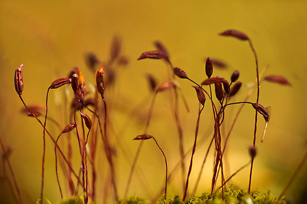포토 JPG 해외이미지 자연 그림자 이끼 사람없음 야외 닫기 숲 허브 자연백그라운드 먼지 해외202004 해외포토 식물 백그라운드 모션 생태계 파일형식 이미지허브