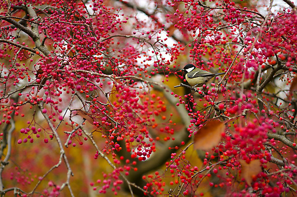 포토 JPG 해외이미지 나무 계절 열매 잎 오렌지 조류 사람없음 빨간색 초록색 갈색 가을 나뭇가지 큼 해외202004 해외포토 식물 동물 컬러 과일 크기 파일형식 이미지허브