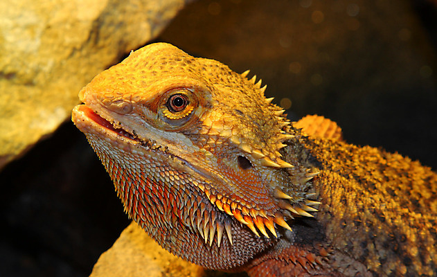 포토 JPG 해외이미지 파충류 저울 사람없음 반려동물 호주 도마뱀 해외202004 해외포토 동물 오세아니아 파일형식 이미지허브