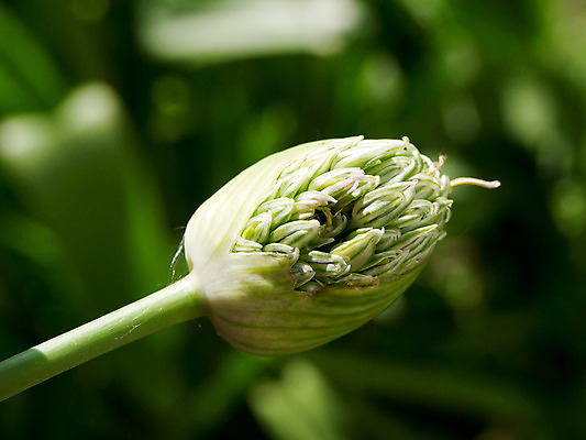 포토 JPG 해외이미지 식물 꽃 곡선 전구 양파 마늘 사람없음 장식 초록색 정원 성장 벚꽃 흰색 개화 원예 화단 꽃수술 해외202004 해외포토 선 컬러 채소 취미 파일형식 이미지허브