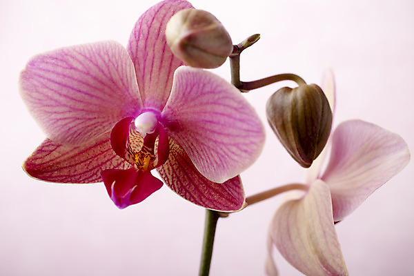 포토 JPG 해외이미지 식물 꽃잎 꽃 줄기 분홍색 백그라운드 자연 사람없음 침묵 난초 오브젝트 장면 해외202004 해외포토 컬러 소리 생태계 파일형식 이미지허브