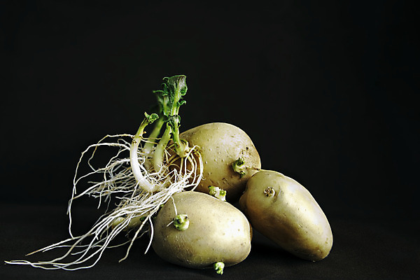 포토 JPG 해외이미지 식물 음식 백그라운드 농업 채소 감자 사람없음 초록색 새싹 희망 수확 성장 흰색 닫기 작음 발사 오브젝트 날것 먼지 내추럴 고립 해외202004 해외포토 감정 산업 컬러 모션 크기 파일형식 이미지허브