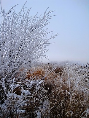 포토 JPG 해외이미지 지구 잎 겨울 밭 자연 날씨 사람없음 야외 환경 얼음 봄 추위 덮개 백발 가을 나뭇가지 신선 황무지 서리 내추럴 폭설 눈내림 해외202004 해외포토 자연요소 나무 식물 헤어스타일 계절 농업 눈_날씨 뚜껑 자연재해 생태계 파일형식 이미지허브