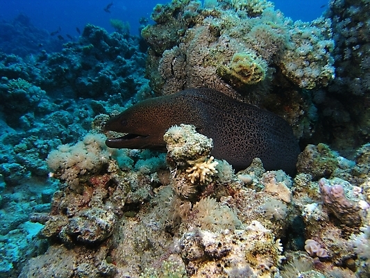 포토 JPG 해외이미지 식물 동물 야생동물 자연 표면 어류 사람없음 물 반사 수중 투명 스노클링 산호 다이빙 암초 동물상 해외202004 해외포토 자연요소 조형물 수영 수중동물 수상스포츠 자포동물 생태계 수중스포츠 파일형식 이미지허브