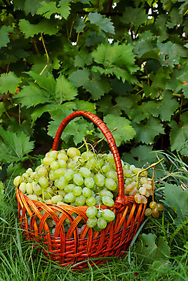 포토 JPG 해외이미지 나무 식물 계절 음식 줄기 잎 농업 다이어트 과일 자연 포도 건강 사람없음 야외 초록색 여름 파란색 빛 농작물 농장 바구니 우주 정원 수확 성장 가을 흰색 나뭇가지 신선 달콤 과수원 다발 먹기 허브 상쾌 유기농 원예 질감 날것 내추럴 밭일 숙성 해외202004 해외포토 웰빙 감정 산업 컬러 모션 취미 맛 생태계 파일형식 이미지허브