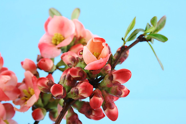 포토 JPG 해외이미지 나무 식물 계절 꽃잎 꽃 줄기 분홍색 백그라운드 꽃무늬 자연 사람없음 야외 초록색 컬러풀 정원 봄 성장 벚꽃 흰색 나뭇가지 개화 강렬 고립 살구 해외202004 해외포토 컬러 무늬 과일 생태계 파일형식 이미지허브