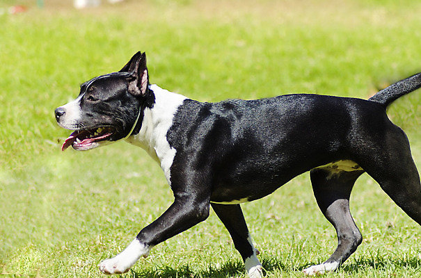 포토 JPG 해외이미지 동물 응시 공원 장난 포유류 털 건강 서기 경비 잔디 사람없음 야외 반려동물 믿음 검은색 가축 힘 활발 코트 흰색 표현 개 보호 작음 테리어 직원 황소 근육질 귀 부드러움 불독 타입 보호자 송곳니 경보 기르기 동반자 복종 신앙심 유래 지능 충실 표준 힘찬 해외202004 해외포토 식물 시선 공공시설 감정 컬러 컨셉 모션 근육 안전 신체부위 외투 감각 소 치아 크기 몸매 돌봄 파일형식 이미지허브