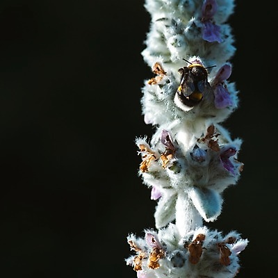 포토 JPG 해외이미지 식물 동물 꽃잎 꽃 야생동물 곤충 날개 자연 노동자 생물 털 안테나 사람없음 여름 노란색 검은색 봄 줄무늬 작업 닫기 벌레 작음 수분 벌 관목 정사각형 꽃가루 꿀 솜털 꽃수술 동물상 필라멘트 호박벌 카피스페이스 해외202004 해외포토 도형 나무 직업 계절 컬러 무늬 통신 모션 조형물 공백 벌_곤충 크기 가루 생태계 파일형식 이미지허브