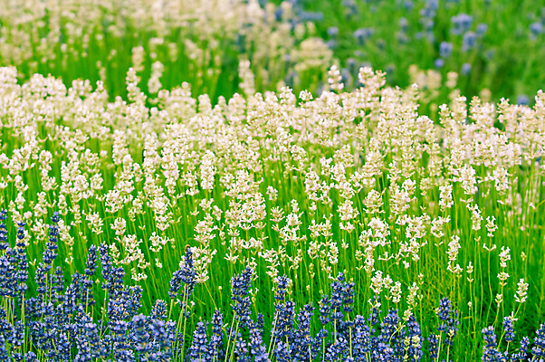 포토 JPG 해외이미지 식물 디자인 꽃 분홍색 꽃다발 백그라운드 컨셉 꽃무늬 밭 추상 건강 사람없음 치료 장식 여름 파란색 정원 보라색 거품 벚꽃 흰색 신선 다발 허브 제비꽃 유기농 향기 아로마 향 아로마테라피 테라피 라벤더 내추럴 스타일 카피스페이스 해외202004 해외포토 웰빙 계절 컬러 무늬 농업 의학 뷰티 공백 냄새 파일형식 이미지허브