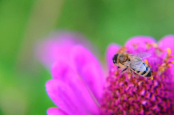 포토 JPG 해외이미지 식물 동물 1 꽃잎 꽃 야생동물 분홍색 곤충 백그라운드 잎 꽃무늬 자연 노동자 국화 사람없음 장식 초록색 컬러풀 노란색 정원 보라색 활발 벚꽃 흰색 작업 닫기 수분 제비꽃 묘사 싱글 데이지 꽃가루 꿀 내추럴 강렬 고립 꽃수술 블러 양봉 해외202004 해외포토 직업 컬러 컨셉 무늬 모션 가루 생태계 파일형식 이미지허브