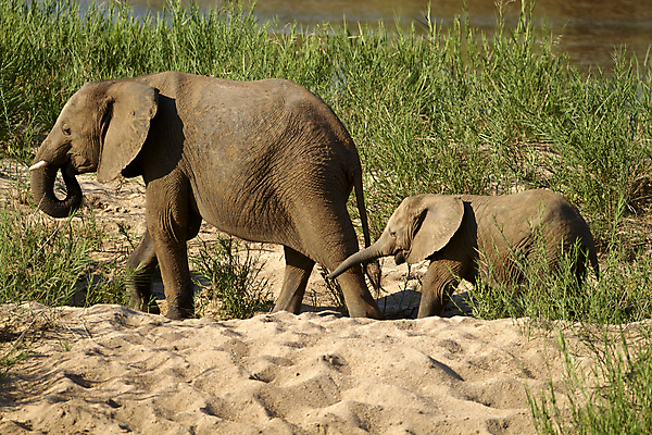 포토 JPG 해외이미지 동물 공원 여유 야생동물 여행 포유류 아프리카 자연 코끼리 국립공원 풍경 사람없음 걷기 힘 회색 황무지 사파리 상아 남쪽 전국 해외202004 해외포토 공공시설 감정 나라 컬러 모션 방향 생태계 파일형식 이미지허브