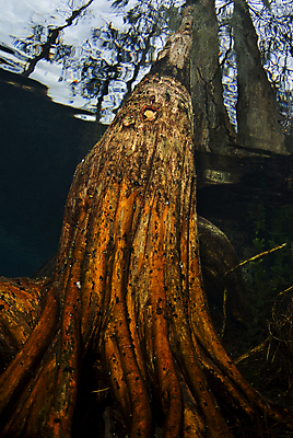 포토 JPG 해외이미지 나무 호수 로우앵글 자연 사람없음 야외 물 강 수중 연못 수면 뿌리 민물 해외202004 해외포토 자연요소 식물 뷰포인트 생태계 파일형식 이미지허브