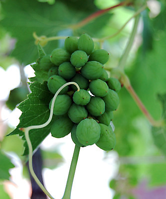 포토 JPG 해외이미지 식물 음식 잎 농업 과일 자연 포도 건강 사람없음 초록색 농작물 와인 수확 성장 가을 흰색 신선 닫기 달콤 유기농 포도밭 포도나무 내추럴 숙성 양조장 세련 해외202004 해외포토 웰빙 계절 산업 컬러 밭 모션 주류 맛 과일나무 생태계 파일형식 이미지허브