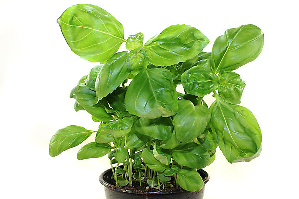 포토 JPG 해외이미지 식물 자연 요리 사람없음 초록색 주방 이탈리아 흰색 신선 맛 지중해 허브 향신료 바질 해외202004 해외포토 유럽 바다 컬러 컨셉 생태계 향미료 파일형식 이미지허브