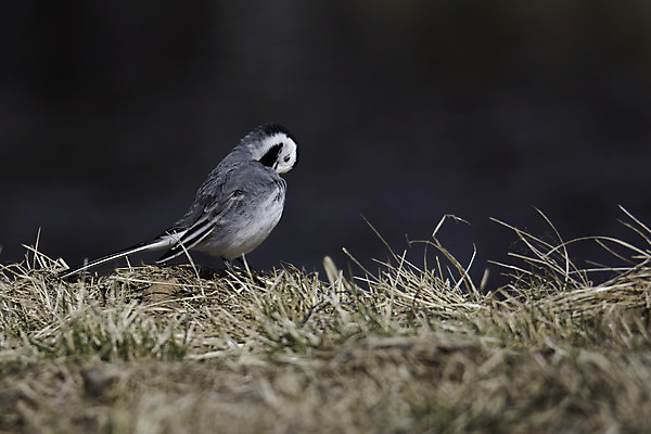 포토 JPG 해외이미지 동물 조류 사람없음 검은색 흰색 닫기 청소 깃털 싱글 해외202004 해외포토 컬러 모션 파일형식 이미지허브