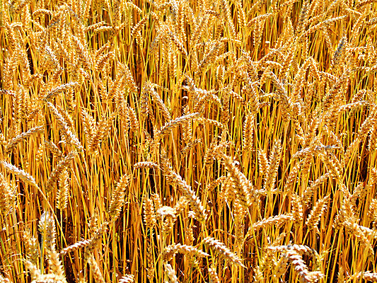 포토 JPG 해외이미지 사람없음 황금 해외202004 해외포토 파일형식 이미지허브