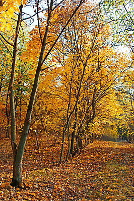 포토 JPG 해외이미지 나무 식물 계절 공원 백그라운드 단풍 낙엽 잎 오렌지 자연 하늘 아침 그림자 풍경 사람없음 야외 목재 빨간색 초록색 빛 컬러풀 햇빛 태양 노란색 환경 정원 맑음 가을 나뭇가지 시골 황금 숲 언덕 장면 내추럴 삼림지대 해외202004 해외포토 주간 자연요소 공공시설 컬러 과일 재료 날씨 생태계 파일형식 이미지허브