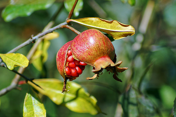 포토 JPG 해외이미지 잎 사람없음 아웃포커스 나뭇가지 과수원 석류 해외202004 해외포토 나무 식물 농업 과일 촬영기법 파일형식 이미지허브