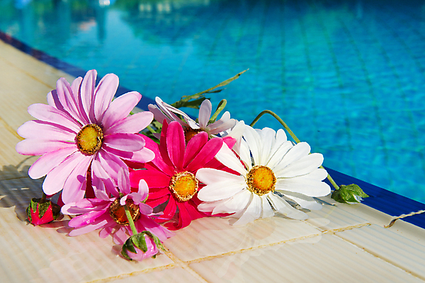 포토 JPG 해외이미지 꽃 분홍색 꽃다발 여행 호텔 사람없음 야외 물 컬러풀 햇빛 수영 인공 해외202004 해외포토 자연요소 식물 컬러 숙소 태양 수상스포츠 파일형식 이미지허브