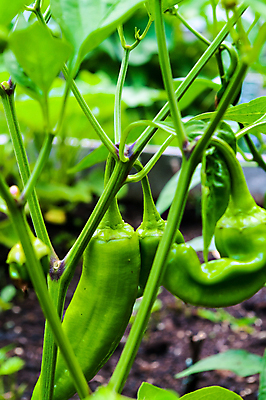 포토 JPG 해외이미지 식물 음식 백그라운드 채소 재료 건강 사람없음 야외 초록색 정원 신선 도시 달콤 유기농 후추 내추럴 해외202004 해외포토 웰빙 컬러 맛 향신료 파일형식 이미지허브