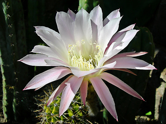 포토 JPG 해외이미지 식물 꽃 분홍색 꽃다발 백그라운드 잎 꽃무늬 자연 엄마 부활절 새로움 선인장 사람없음 야외 초록색 빛 환경 정원 어둠 봄 벚꽃 인사 신선 닫기 야간 꽃집 묘사 원예 브런치 동쪽 알레르기 고립 블러 완전 해외202004 해외포토 자연요소 계절 기념일 컬러 컨셉 무늬 가족 모션 취미 상점 식사 예절 질병 방향 생태계 파일형식 이미지허브