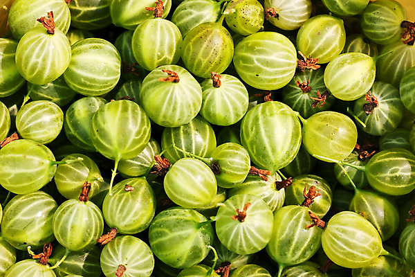 포토 JPG 해외이미지 백그라운드 사람없음 초록색 하이앵글 가득함 구스베리 해외202004 해외포토 열매 뷰포인트 컬러 파일형식 이미지허브