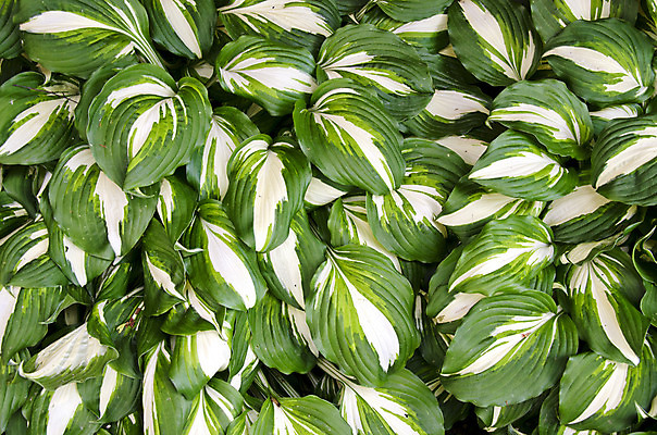 포토 JPG 해외이미지 식물 백그라운드 잎 패턴 추상 사람없음 초록색 정원 봄 유기농 질감 내추럴 인공 많음 해외202004 해외포토 웰빙 계절 컬러 컨셉 무늬 파일형식 이미지허브