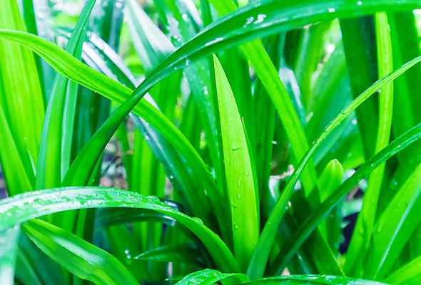 포토 JPG 해외이미지 나무 식물 아시아 음식 백그라운드 컨셉 잎 농업 채소 재료 태국 자연 아침 건강 요리 동양인 사람없음 야외 장식 초록색 물 환경 정원 흰색 신선 떨어짐 허브 묘사 생물학 냄새 아로마 내추럴 바이오 해외202004 해외포토 주간 자연요소 교육 나라 산업 컬러 인종 생태계 파일형식 이미지허브