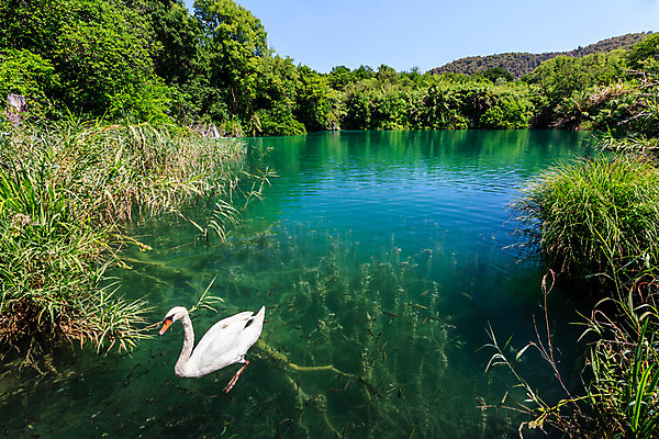포토 JPG 해외이미지 동물 공원 유럽 호수 야생동물 분홍색 여행 백그라운드 날개 자연 조류 휴식 오리 항해 어류 사람없음 야외 빨간색 초록색 물 여름 강 반사 평화 검은색 수영 젖음 흰색 연못 투명 황금 우아함 심볼 깃털 부리 백조 목 크로아티아 물새 내추럴 해외202004 해외포토 자연요소 계절 공공시설 나라 컬러 컨셉 배_교통 신체부위 수중동물 수상스포츠 생태계 파일형식 이미지허브