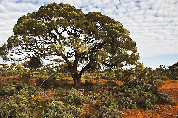 포토 JPG 해외이미지 나무 구름 모래 여행 오렌지 자연 하늘 건조 풍경 사람없음 야외 빨간색 컬러풀 사막 시골 뜨거움 황무지 호주 땅 영토 북쪽 남쪽 내추럴 오지 해외202004 해외포토 자연요소 식물 컬러 과일 오세아니아 방향 생태계 파일형식 이미지허브