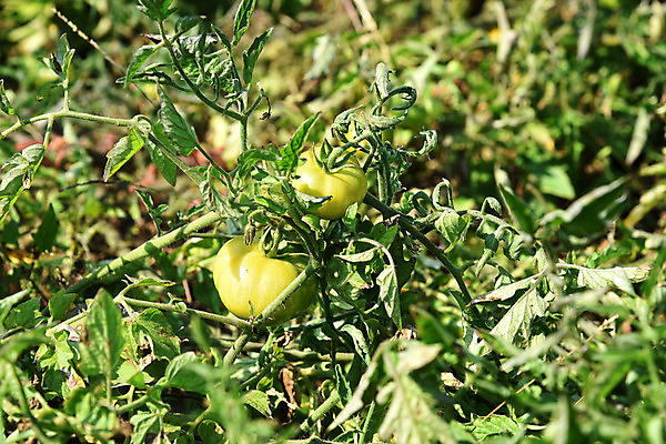 포토 JPG 해외이미지 식물 꽃 음식 잎 밭 농업 토마토 채소 과일 재료 자연 건강 사람없음 빨간색 초록색 빛 약 농장 정원 수확 성장 시골 신선 원형 맛 상품 땅 다발 향신료 준비 유기농 생태계 내추럴 땅바닥 숙성 온실 해외202004 해외포토 도형 웰빙 산업 컬러 컨셉 의학 바닥 향미료 파일형식 이미지허브