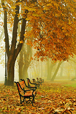 포토 JPG 해외이미지 나무 계절 공원 길 백그라운드 단풍 잎 벤치 의자 오렌지 자연 휴식 앉기 풍경 사람없음 야외 목재 빨간색 초록색 컬러풀 갈색 노란색 평화 정원 침묵 활발 안개 가을 시골 황금 고독 숲 11월 장면 10월 내추럴 해외202004 해외포토 식물 공공시설 감정 컬러 가구 컨셉 과일 재료 모션 날씨 소리 날짜 생태계 파일형식 이미지허브