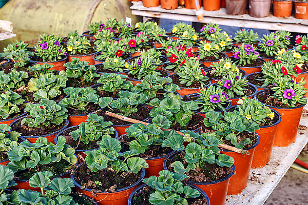 포토 JPG 해외이미지 식물 꽃 산업 지구 잎 패턴 농업 채소 자연 실내 사람없음 초록색 농장 환경 정원 흙 봄 놀이방 성장 보호 냄비 에코 유기농 원예 먼지 내추럴 땅바닥 모종 심기 온실 세련 해외202004 해외포토 웰빙 계절 컬러 컨셉 무늬 모션 바닥 취미 내부 솥 생태계 파일형식 이미지허브