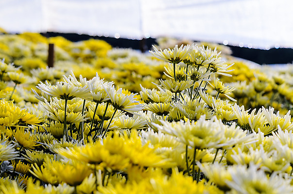 포토 JPG 해외이미지 식물 꽃 산업 아시아 잎 꽃무늬 밭 농업 태국 자연 지붕 국화 실내 사람없음 빛 컬러풀 농장 농경지 정원 놀이방 성장 덮개 벚꽃 흰색 신선 투명 그룹 플라스틱 내추럴 멀티 온실 많음 해외202004 해외포토 나라 컬러 컨셉 무늬 재질 내부 뚜껑 생태계 파일형식 이미지허브