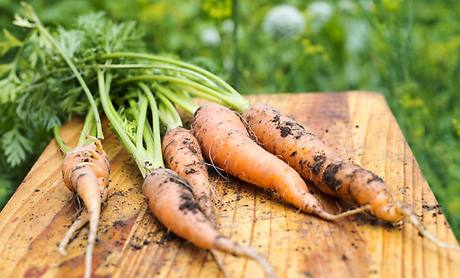 포토 JPG 해외이미지 식물 계절 음식 줄기 잎 농업 채소 오렌지 자연 사람없음 야외 목재 초록색 농작물 농장 주방 정원 식사 흙 당근 수확 시골 신선 상품 자르기 다발 수집 유기농 날것 뿌리 내추럴 땅바닥 숙성 채식주의자 세련 비건 해외202004 해외포토 나무 웰빙 산업 컬러 과일 재료 모션 바닥 뿌리채소 생태계 채식 파일형식 이미지허브