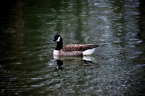 포토 JPG 해외이미지 동물 1 호수 야생동물 백그라운드 패턴 자연 벽지 조류 오리 사람없음 야외 물 반사 평화 환경 수영 화목 침묵 놀람 기쁨 자유 코트 비행 연못 우아함 깃털 호기심 목 고립 동물상 혼자 해외202004 해외포토 자연요소 감정 컨셉 무늬 표정 신체부위 조형물 소리 외투 수상스포츠 생태계 파일형식 이미지허브