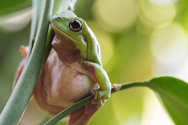 포토 JPG 해외이미지 나무 식물 동물 응시 야생동물 잎 자연 휴식 매달리기 개구리 양서류 사람없음 야외 가로 초록색 컬러풀 환경 관찰 닫기 호주 보호 숲 작음 열대우림 수줍음 호기심 두꺼비 내추럴 생태학 숨기 어려움 카피스페이스 해외202004 해외포토 시선 교육 감정 컬러 컨셉 모션 공백 오세아니아 크기 생태계 파일형식 이미지허브