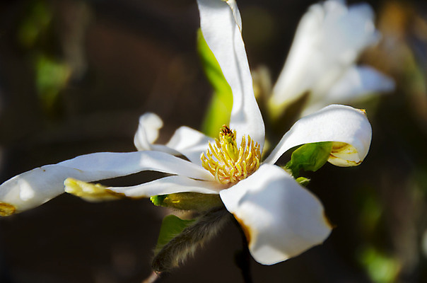 포토 JPG 해외이미지 나무 식물 꽃 별 백그라운드 잎 꽃무늬 자연 사람없음 초록색 노란색 정원 성장 흰색 개화 닫기 관목 묘사 원예 목련 내추럴 강렬 많음 해외202004 해외포토 자연요소 컬러 컨셉 무늬 모션 취미 생태계 파일형식 이미지허브